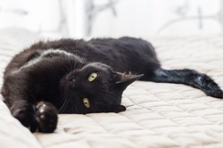 Playful cat with black hair lying on bed