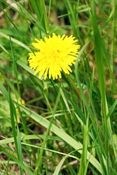 One yellow dandelion grows among green grass