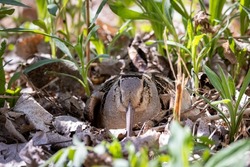 American woodcock sitting on its nest in camouflaged surroundings, Quebec, Canada.