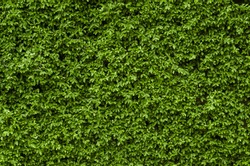 Wall of green trees.