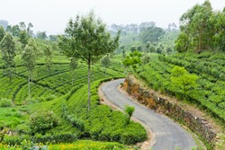 Beautiful Mountain Road through tea estates in Sri Lanka