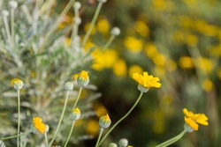 Nature background with small yellow flowers