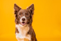 Beautiful happy red and white border collie on bright vibrant yellow background