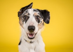 Cute, happy dog headshot smiling on a bright, vibrant yellow background