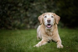 Old Golden Labrador Dog Lies in Green Garden