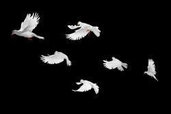 White doves group flying on black background and Clipping path .freedom concept and international day of peace