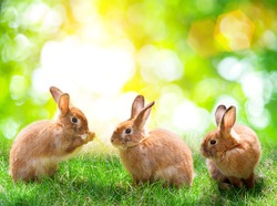 Three rabbit on green bokeh background .Easter concept