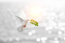 Dove carrying leaf branch and international day of peace 2017.World Water Day 