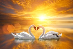 beautiful White swan in heart shape on lake sunset .Love bird concept.couple in love.