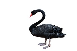 Clipping path of Black Swan on White Background