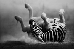 Zebra rolling in the dust (Artistic processing)