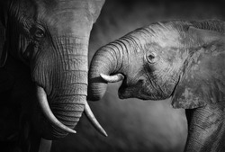 Elephants showing affection (Artistic processing)
