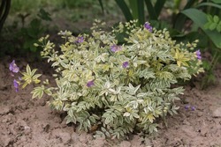 Creeping Jacob's ladder (Polemonium reptans) plant with variegated leaves in garden