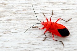 Beautiful red-black insects walking on wooden floor