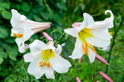 Lilium regale a white spring summer flower plant commonly known as king's lily royal lily or regal lily, stock photo image