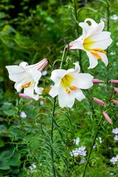 Lilium regale a white spring summer flower plant commonly known as king's lily royal lily or regal lily, stock photo image