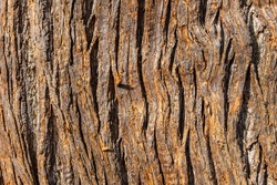 Sweet chestnut (Castanea sativa) brown tree bark macro close up texture background sometimes  known as Spanish chestnut, stock photo image