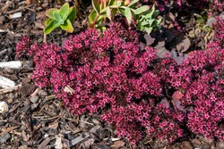 Free Sedum Stock Photos Stockvault Net