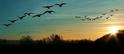 flock of migrating canada geese flying at sunset in a V formation