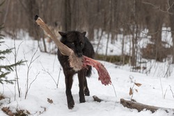 Black Phase Grey Wolf (Canis lupus) Steps Forward With Deer Leg Winter - captive animal