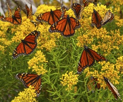Monarch butterflies on yellow flowers