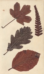Dried plant and tree leaves found amongst the pages of a 150 year old book.