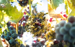 Grapes eaten by wasps in autumn 