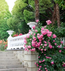 Beautiful park with blooming roses