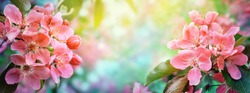 Cherry blossom, sakura flowers. Abstract blurred wide background of spring  blossoms tree, selective focus. 