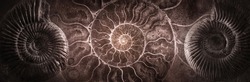 Ammonite shell on an ancient background. Concept on topic of science, history, paleontology, archeology, geology. History of Earth background. Fossil ammonite as a symbol of origin of life on Earth.