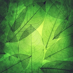 Leaves background texture