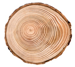 Cross section of larch tree trunk showing growth rings isolated on white background.