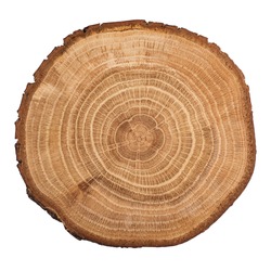 Cross section of oak grove tree trunk showing growth rings isolated on white background.