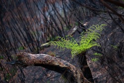 A tree fern flourishes after bush fires in Australia.  Burnt trees sprout new growth and small grasses emerge from ashen grounds. This is a steep slope at a cliff face