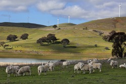 Sheep grazing below the Blayney to Carcoar windfarm, Central West NSW.  The distant fields have cattle grazing.  Focus to foreground
