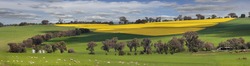 Sheep grazing on lush green pastures alongside fields of golden yellow crops of flowering canola. 