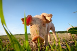 Shy young pig behind a grass straw