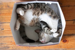 Striped cat sleeping in a cardboard box