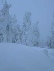 Stamp trees in the mountains of the Northern Urals