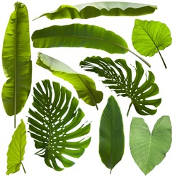 tropical jungle leaves background
