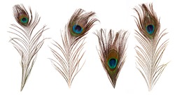 set of beautiful and colorful peacock feathers isolated on white background