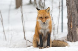 Red Fox - Vulpes vulpes, healthy specimen. calmly sits down on a small snow covered patch in the woods.  Seems to pose for his photo. 