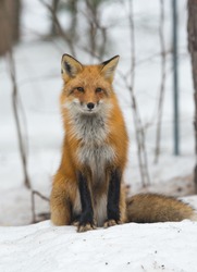 Red Fox - Vulpes vulpes, healthy specimen. calmly sits down on a small snow covered patch in the woods.  Seems to pose for his photo. 
