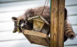 Raccoon (Procyon lotor) on a bird feeder, eastern Ontario.  Masked mammal looks for and finds an easy meal.  Friendly animal lovers helping the woodland critters.