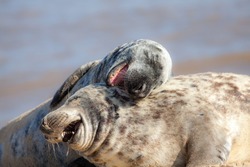Laughing out loud. Funny animal meme image of happy animals having fun. Hilarious wildlife picture of two beautiful friendly grey seals playing around and apparently joking in the sand.