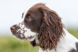 Puppy dog portrait image. Close-up of a cute spaniel face in profile. Beautiful handsome Sprocker. Young cross Cocker and Springer spaniel dog. White and brown liver spot spaniel head.