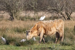 Western Cattle Egret, Bubulcus ibis, on a cow, Norfolk UK. White heron birds newly breeding in the UK. Wild cattle egret riding on the back of a cow grazing on long grass. Symbiosis in animals.