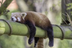 Sleeping Red Panda (Ailurus fulgens). Funny cute animal image of a red panda asleep during afternoon siesta.