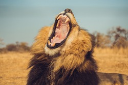 close up of female lion Yelling, taken in South Africa