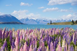 Beautiful lupine flower in Lake Tekapo, New Zealand